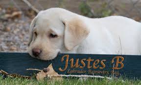 83 likes · 2 talking about this. Justes B Labradors New Mexican Kennels Albuquerque Nm