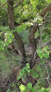 Image result for Bridelia mollis