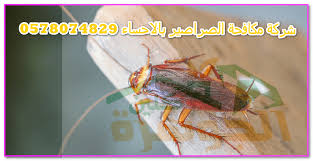 افضل شركة مكافحة الصراصير بالاحساء للايجار 01025284450 كافح الصراصير Cockroaches