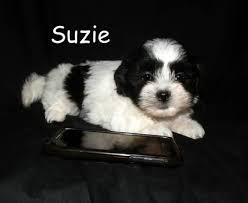 Blue male pom pup for sale born in november. Teddy Bear Puppies For Sale Wisconsin
