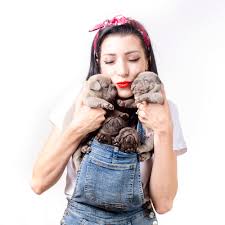 The pacific nw french bulldog club, inc is a fully licensed american kennel club specialty club. Portland Oregon Northwest Frenchies