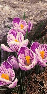 Pin By Simply Smart Gardening Garde On Spring Easter Crocus Flower Purple Flowers Beautiful Flowers