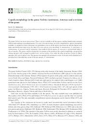 Image result for Nolletia arenosa