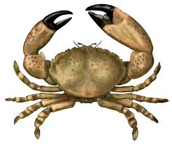 Treating guests to home cooked crab claws will surely impress. Stone Crab Edible South Florida