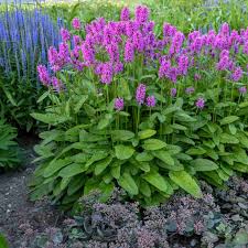 Image result for Stachys