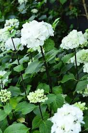 Hydrangeas, bien plus que des hortensias. Claus Dalby Mit Haveliv White Flowers White Gardens Fragrant Flowers Garden