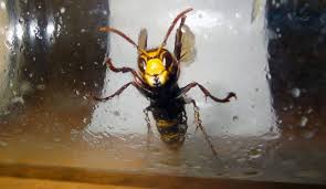 Difficile de passer à côté du frelon géant d'asie ou de la confondre avec le frelon asiatique car il est imposant : Pourquoi Il Ne Faut Pas Pieger Soi Meme Les Frelons Asiatiques