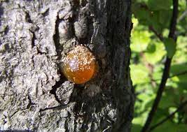 To create the illusion of a clump, up to seven trees can be planted in the one hole or a young tree can be staked out prostrate on the ground when young. Natural Gum Wikipedia