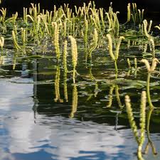 Image result for Aponogeton desertorum