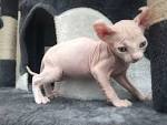What You Need to Know Before Bringing Home a Sphynx Cat ...