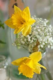 Yellow Daffodil And Baby S Breath Centerpiece Daffodil Wedding Flowers Daffodil Wedding Yellow Wedding Theme