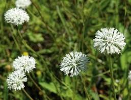 Image result for Baptorhachis foliacea