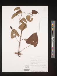 Image result for Cissus humbertii