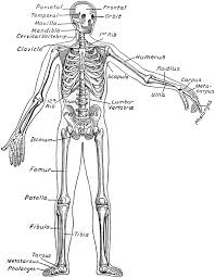 skeletal system diagram clipart images gallery for free