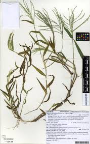 Image result for Digitaria abyssinica