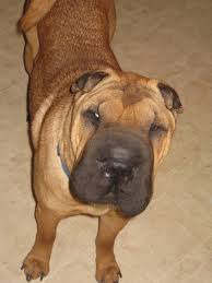 When someone you love has lost a pet, it's hard to know how to comfort them. Flyers Lost Dogs Of Wisconsin