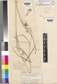 Image result for Sisyranthus imberbis