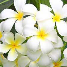 Frangipani Obtusa Frangipani White Flowers Garden Garden Express