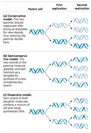 = leading strand input it if you want to receive answer. What Is The Function Of Taq Polymerase Quizlet