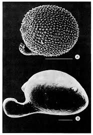 Image result for Hypoxis angustifolia