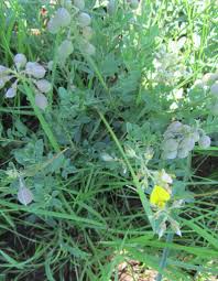 Image result for Crotalaria dura