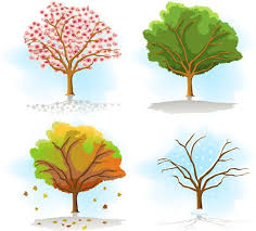 Gallery For Four Seasons Tree Drawing Bilder Vektor