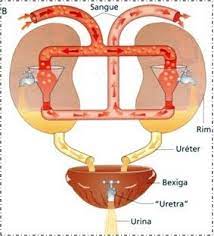 sala de observacao como funciona nosso corpo o sistema urinario sistema urinario material de enfermagem ensino de ciencias