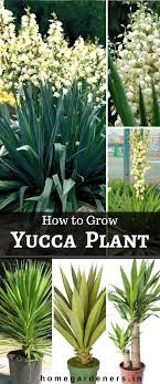 Small, decorative agaves shine in potted patio displays or rock gardens. Yucca Plants Caring Why Do People Think Yucca Plant Is A Good Idea Home Gardeners