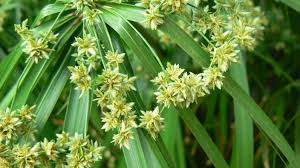 Image result for Cyperus platycaulis