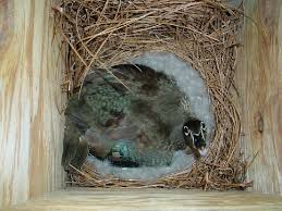 Wooduckoneggs Ski Jpg 800 600 Wood Ducks Duck Wood