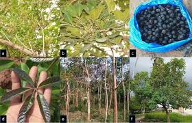 Image result for Vitex doniana