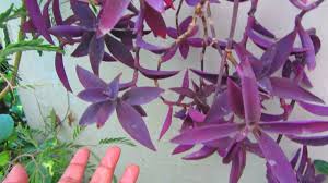 Just like human beings, plants need their portion of light too. à¤ªà¤° à¤ªà¤² à¤¹ à¤° à¤ à¤ª à¤² à¤ à¤ à¤¸ à¤²à¤ à¤ à¤µ à¤ à¤¯à¤° à¤à¤° Purple Heart Plant In Hindi Shabdbeej