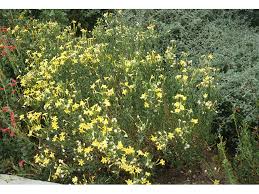 Image result for Menodora