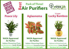 Indoor plants are the ones which not only adds beauty and decor to your house but also they are good air purifiers. Air Purifiers Pack Of Three Save Rs 2550 With This Bundle Etree Pk