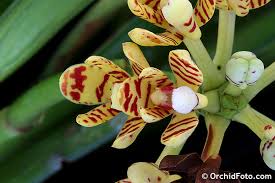 Image result for Acampe