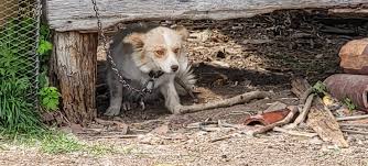 動物虐待について – どうぶつ基金