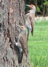 Flickers synonyms, flickers pronunciation, flickers translation, english dictionary definition of flickers. Birds The Departure Of The Northern Flicker The Adirondack Almanack