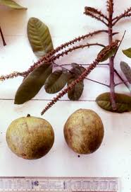 Image result for Glenniea