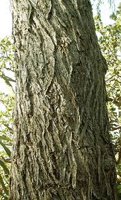The pistache is superbly adapted to all areas of texas except the rio grande valley. Virginia Tech Dendrology Fact Sheet