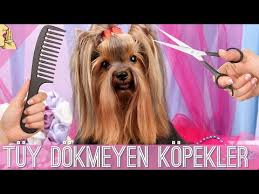 En Az Tuy Doken 10 Zeki Kopek Cinsi Evde Ve Apartmanda Kopek Dog Evdebakilacakkopekler Youtube