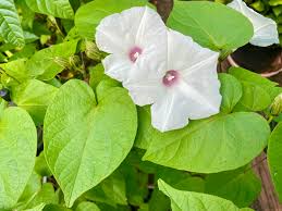 Image result for Ipomoea ephemera