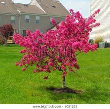 'rubra' is commonly known as pink dogwood or pink flowering dogwood. Stock Photo By Gardenphoto Crabapple Tree Pink Flowering Trees Crab Apple
