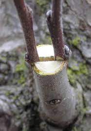 How to graft a fruit tree. Thumb Tack Grafting 101 Grafting Fruit Trees Grafted Fruit Trees How To Graft Fruit Trees