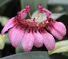 Image result for Bulbophyllum burttii