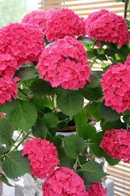 Cutting the hydrangea back and repotting it in fresh soil promotes healthy new growth. Hydrangea Care Guide For Growing Hydrangeas Indoors