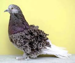 Kivircik Guvercin Beautiful Birds Pigeon Breeds Pet Birds