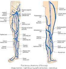 Varicose Veins Redbacteria