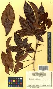 Image result for Oldfieldia