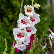 Image result for Gladiolus hollandii