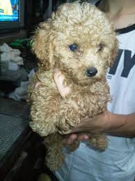 Cockapoo puppies at pet puppies for sale are an ideal designer puppy for a family looking for a low shedding pup, with high personality. Cockapoo Puppy For Sale Puppies For Sale Dogs For Sale Dog Breeders Dog Kennel Kitten For Sale Cat For Sale